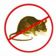 Începe a doua etapă de deratizare pe domeniul public