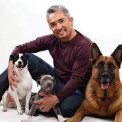 Cesar Millan se implică în oprirea măcelului câinilor vagabonzi din România