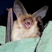  Pompieri din Gherla, solicitați pentru a salva o femeie “atacată” de lilieci