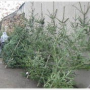 Aproape 300 de brazi de Crăciun au fost confiscați de polițiști - sursa foto: http://img.botosani.ro