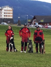 sursa foto: cainidesalvare.ro