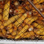 sursa foto: pesurse.ro